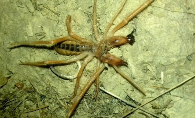 Αράχνη – σκορπιός εμφανίστηκε στα Τρίκαλα!