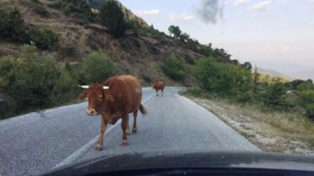 Βρέθηκε εκτός δρόμου να αποφύγει σύγκρουση με γελάδια σε δρόμο της Καλαμπακας!