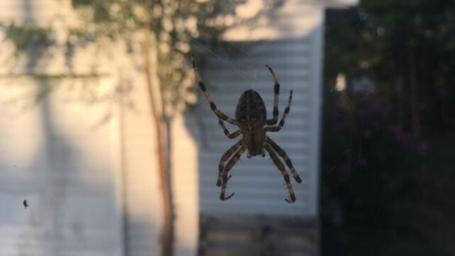 Δύο τρόποι για να μην πιάνει σύντομα το σπίτι σας αράχνες