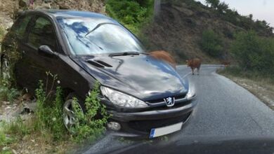 Βρέθηκε εκτός δρόμου να αποφύγει σύγκρουση με γελάδια σε δρόμο της Καλαμπακας!