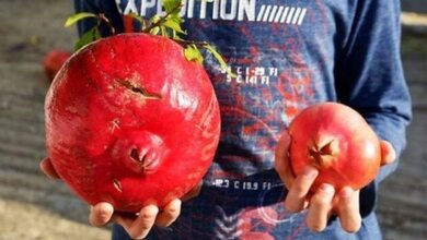 Ρόδι “γίγας” στα Τρίκαλα