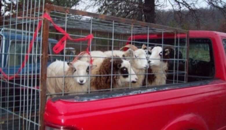 Κοπάδι με πρόβατα οδηγήθηκε... στις αγροτικές φυλακές!