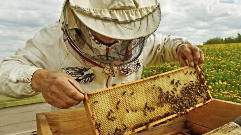 Τρίκαλα: Αιτήσεις για τα προγράμματα μελισσοκομίας