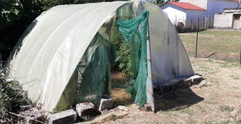 Τρικαλινός καλλιεργούσε κάνναβη σε θερμοκήπιο
