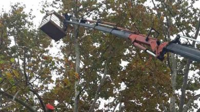Τρίκαλα: Kλαδευτικές εργασίες για την προστασία δέντρων και πεζών