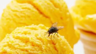 Πώς να απαλλάξετε το σπίτι σας από τις μύγες