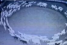 Μυστήριο με τα πρόβατα που έκαναν κύκλους για 12 συνεχόμενες ημέρες
