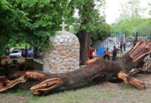 Ξεριζώθηκε από τον άνεμο το περιβόητο δέντρο στη Λάρισα το οποίο έβγαζε υγρό που έμοιαζε με αίμα