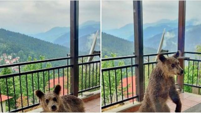 Απίστευτο! Αρκουδάκι σε μπαλκόνι σπιτιού στην Κρανιά Ασπροποτάμου