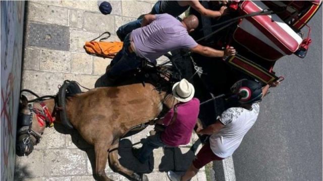 Νεκρό άλογο στη μέση του δρόμου – Ξεψύχησε σέρνοντας άμαξα