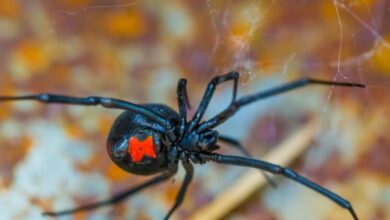 Ενημέρωση από την ΠΕ Τρικάλων για την αράχνη «μαύρη χήρα»
