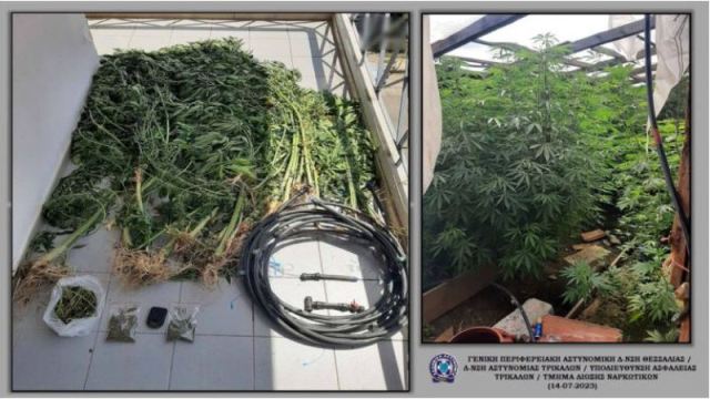 Η ανακοίνωση της αστυνομίας για την χασισοφυτεία σε περιοχή του Δήμου Μετεώρων