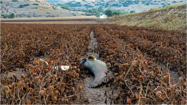 Χωράφια γεμάτα ψάρια μετά τα πλημμυρικά φαινόμενα!!!