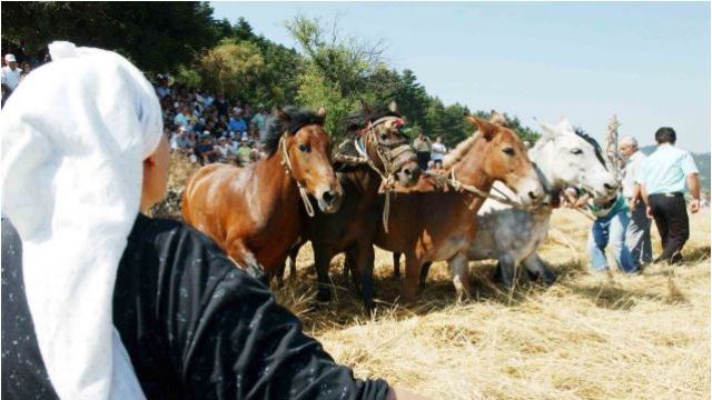 Πρόστιμο για έθιμο με άλογα