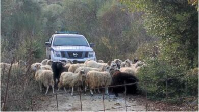 Κατασχέθηκαν αδέσποτα πρόβατα